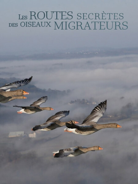 THE SECRET JOURNEY OF MIGRATORY BIRDS