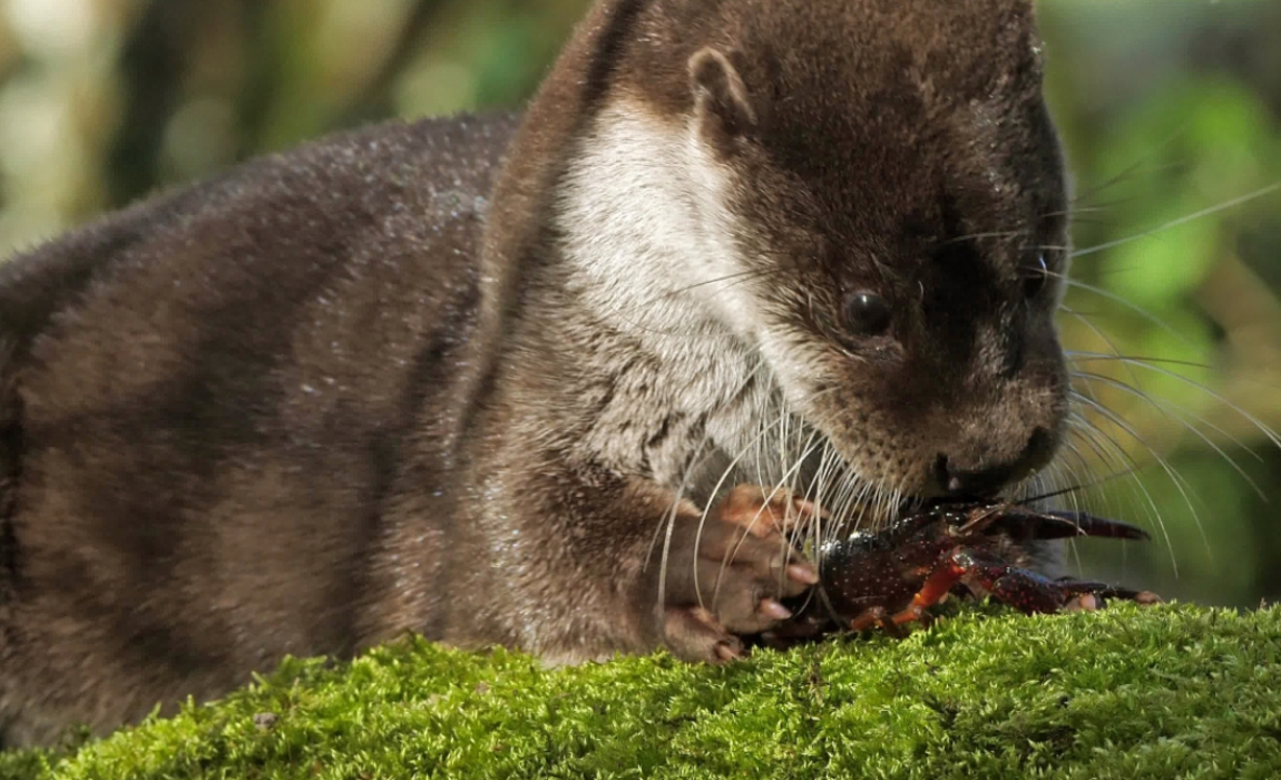 Loutre_écrevisse_extraits_4K00001