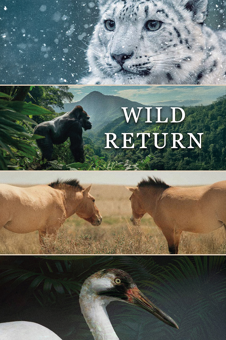 WILD RETURN