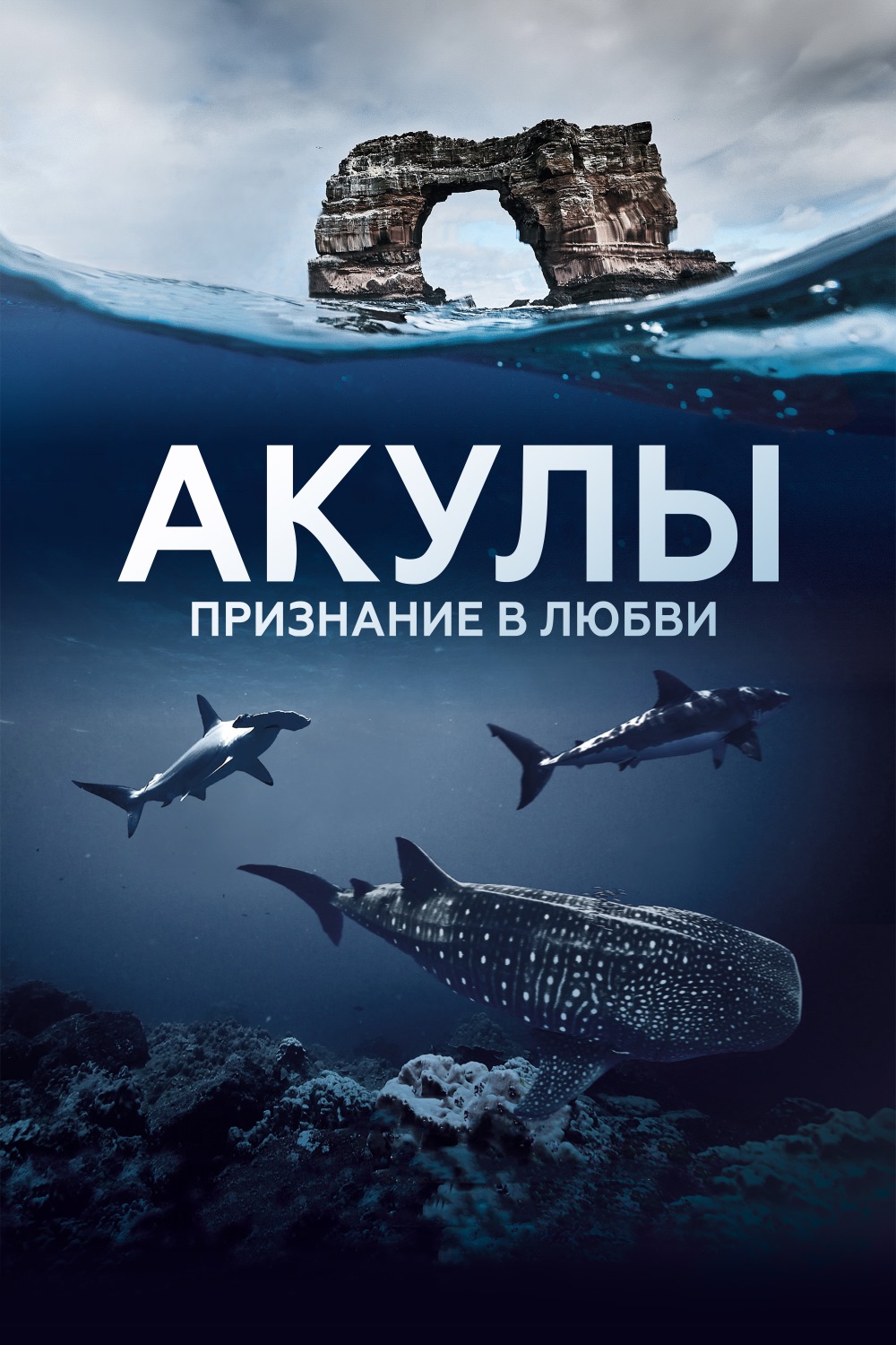 Акулы. Признание в любви
